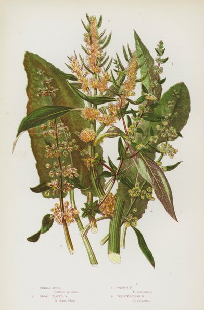 Blomstrende planter i Storbritannien: Fiddle Dock, Broad Leaved Dock, Golden Dock, Yellow Marsh Dock (farve litho) af English School