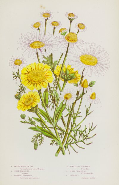 Blomstrende planter i Storbritannien: Store hvide okseøje, majsmorgenfrue, almfrugt, lugtfri majweed, vild kamille, almindelig kamille (farve litho) af English School