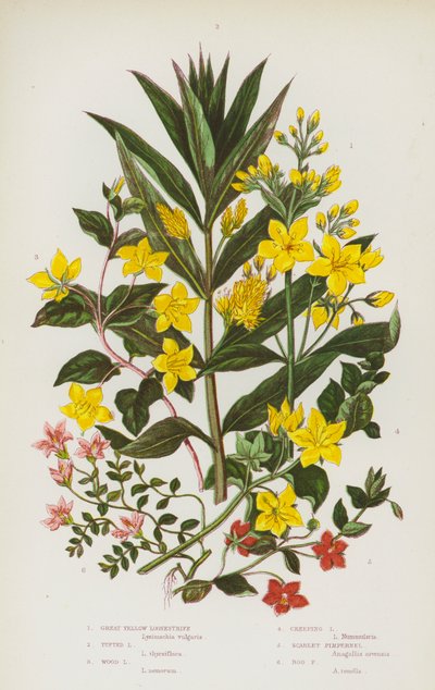 Blomstrende planter i Storbritannien: Stor gul løvstikke, tueformet løvstikke, skovløvstikke, krybende løvstikke, skarlagenrød pimpernel, mosepimpernel (farvelitografi) af English School