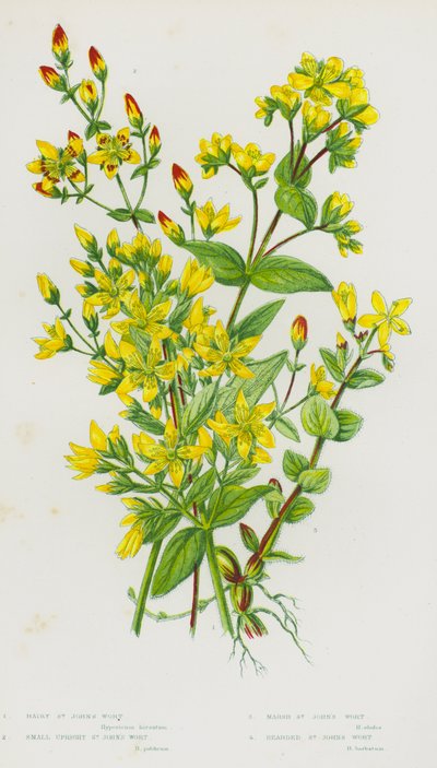 Blomstrende planter i Storbritannien: Behåret perikon, lille opretstående perikum, marsh perikum, skægget perikum (farve litho) af English School