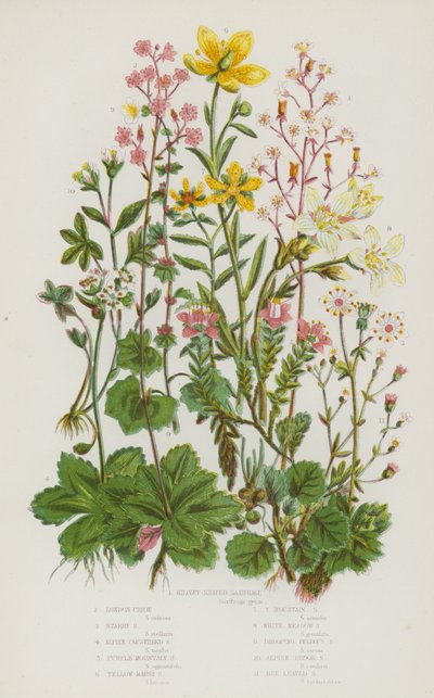 Blomstrende planter i Storbritannien: Nyreformet bjergbræk, London Pride, Stjernebræk, Alpine Klyngebræk, Purple Mountain Skærbræk, Yellow Marsh Saxifrage, Yellow Mountain Saxifrage, White Meadow Saxifrage, Drooping Bulbous Saxifrage, Alpin af English School