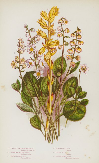 Blomstrende planter i Storbritannien: store blomsterblomster, takkede vintergrønne, rundbladede vintergrønne, mellemliggende vintergrønne, mindre vintergrønne, gule fuglerede (farve litho) af English School