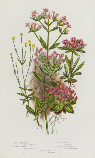 Blomstrende planter i Storbritannien: Least Gentianella, Common Centaury, Dwarf Branched Centaury, Broad Leaved Tufted Centaury, Dwarf Tufted Centaury (farve litho) af English School