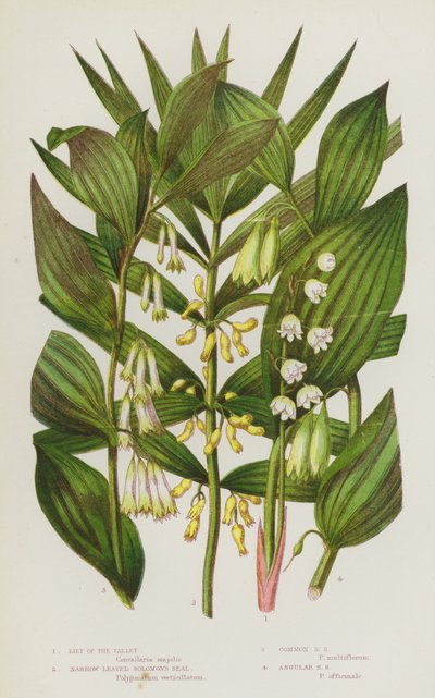 Blomstrende planter i Storbritannien: Liljekonval, smalbladet salomonssild, almindelig salomonssild, kantet salomonssild (farvelitografi) af English School