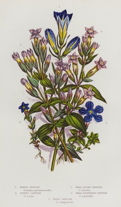 Blomstrende planter i Storbritannien: Sump-ensian, forårs-ensian, lille alpe-ensian, småblomstret ensian, mark-ensian (farvelitografi) af English School