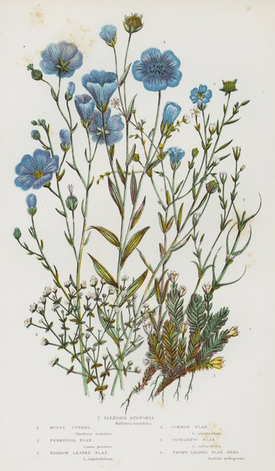 Blomstrende planter i Storbritannien: Mossy Cyphel, Perennial Flax, Narrow Leaved Flax, Common Flax, Cathartic Flax, Thyme Leaved Flax Seed, Slender Buffonia (farvelitografi) af English School