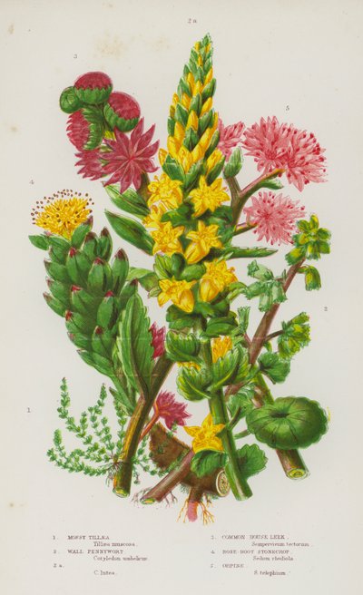 Blomstrende planter i Storbritannien: Mossy Tillaea, Wall Pennywort, Wall Pennywort, Common House Porre, Rose-Root Stonecrop, Orpine (farve litho) af English School