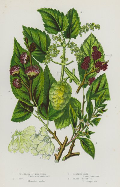 Blomstrende planter i Storbritannien: Pellitory of the Wall, Hop, Common Elm, Broad-Leaved Elm (farvelitografi) af English School