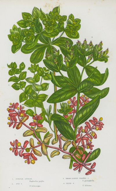 Blomstrende planter i Storbritannien: Purple Spurge, Sun Spurge, Broad Leaved Warted Spurge, Irish Spurge (farvelitografi) af English School