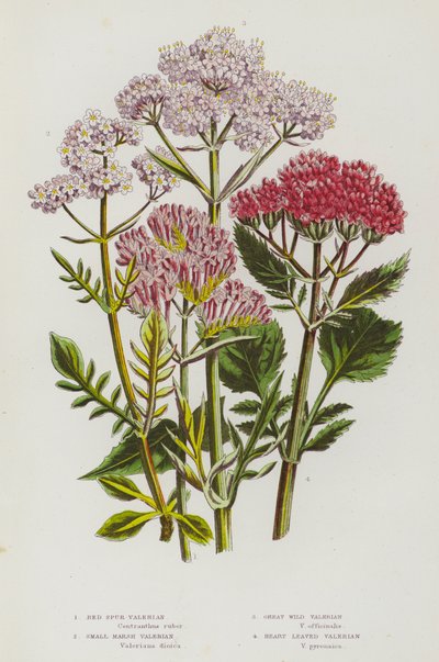 Blomstrende planter i Storbritannien: Red Spur Baldrian, Small Marsh Baldrian, Great Wild Baldrian, Heart Leaves Baldrian (farve litho) af English School