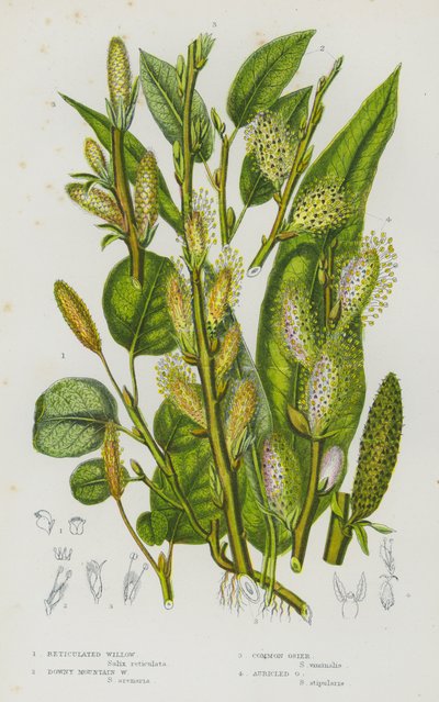 Blomstrende planter i Storbritannien: Reticulated Willow, Downy Mountain Willow, Common Osier, Auricled Osier (farvelitografi) af English School