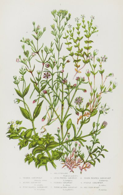 Blomstrende planter i Storbritannien: Strandportulak, vinterportulak, alpeportulak, finbladet strandportulak, fladtoppet strandportulak, frynset strandportulak, timianbladet strandportulak, tretårnet strandportulak, lilla strandportulak, strandportulak (fa af English School