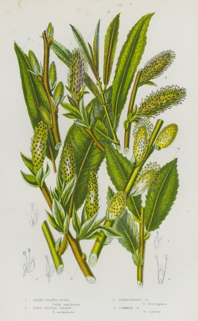 Blomstrende planter i Storbritannien: Silky Leaved Osier, Long Leaved Sallow, Ferruginous Sallow, Common Sallow (farvelitografi) af English School