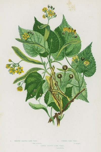Blomstrende planter i Storbritannien: glatbladede lindetræer, almindelige lindetræer, store blade lindetræer (farve litho) af English School