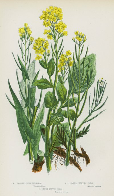Blomstrende planter i Storbritannien: Glattårnsennep, almindelig vinterkarse, tidlig vinterkarse (farve litho) af English School