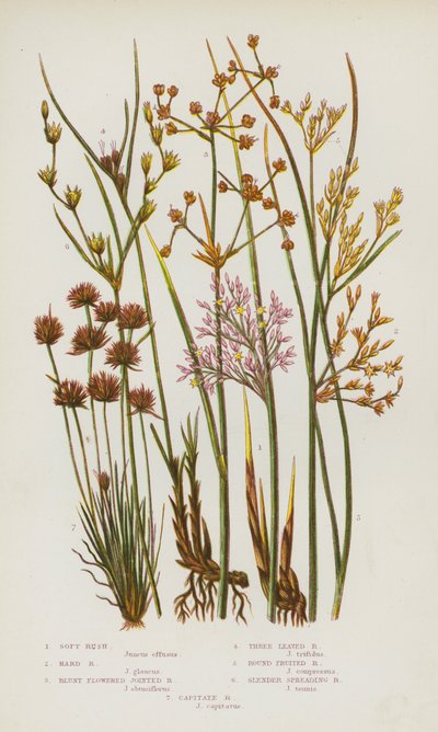 Blomstrende planter i Storbritannien: Soft Rush, Hard Rush, Blunt-blomstret Jointed Rush, Trebladet Rush, Rundfrugt Rush, Slankt spredende Rush, Capitate Rush (farve litho) af English School