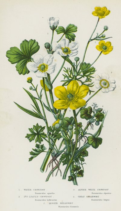 Blomstrende planter i Storbritannien: Vandskræppe, vedbendskræppe, alpehvid skræppe, stor skræppe, lille skræppe (farvelitografi) af English School