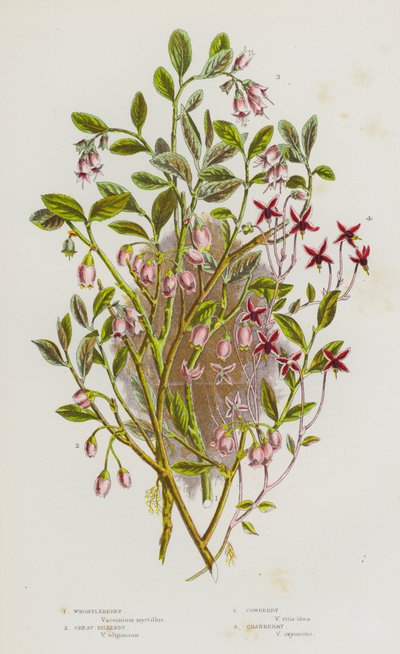 Blomstrende planter i Storbritannien: Whortleberry, Great Blåbær, Cowberry, Tranebær (farve litho) af English School