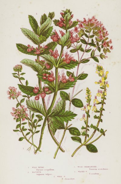 Blomstrende planter i Storbritannien: Vild timian, Majorum, Wood Germander, Water Germander, Wall Germander (farve litho) af English School