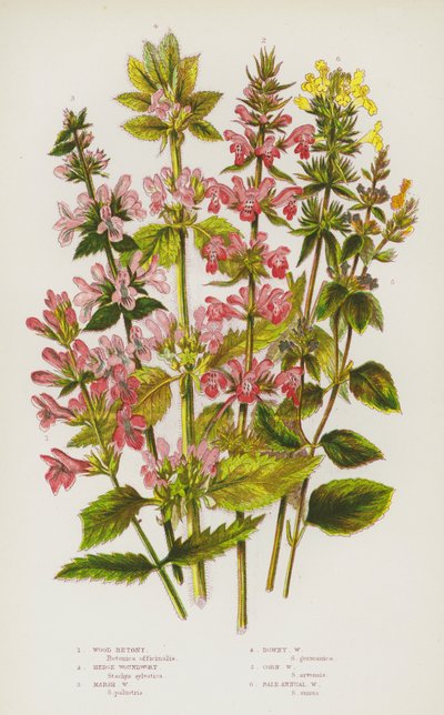 Blomstrende planter i Storbritannien: Træbetony, Hedge Woundwort, Marsh Woundwort, Dunet Woundwort, Corn Woundwort, Bleg Annual Woundwort (farve litho) af English School