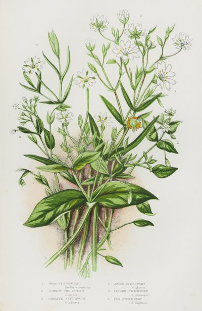 Blomstrende planter i Storbritannien: Skovmynte, Almindelig Mynte, Stor Mynte, Sump-Mynte, Lille Mynte, Mose-Mynte (farvelitografi) af English School