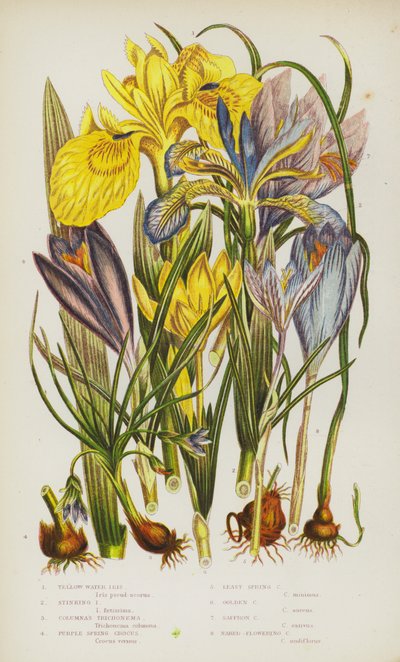 Blomstrende planter i Storbritannien: Yellow Water Iris, Stinking Iris, Columnas Trichonema, Purple Spring Crocus, Least Spring Crocus, Golden Crocus, Safran Crocus, Nøgen-blomstrende krokus (farve litho) af English School