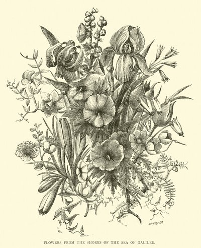 Blomster fra bredden af Genesaret Sø af English School
