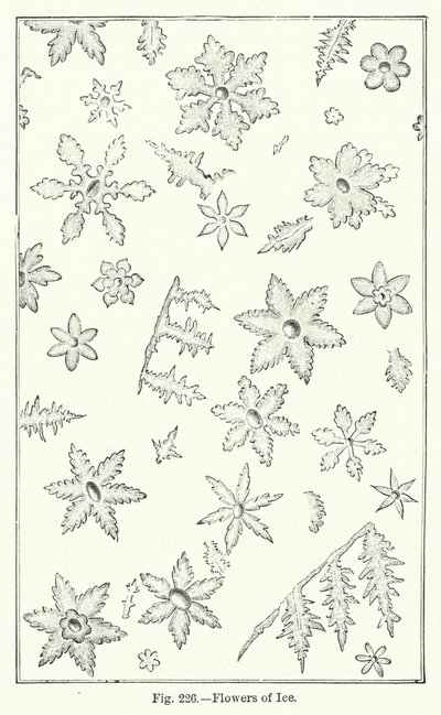 Flowers of Ice (gravering) af English School