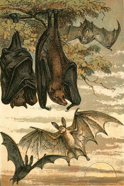 Flying Fox, Vampyr Bat, Common Bat og Spectre Vampire af English School