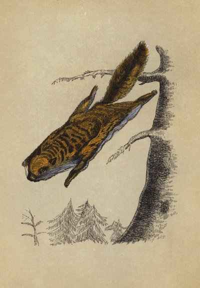 Flyvende egern (farve litho) af English School
