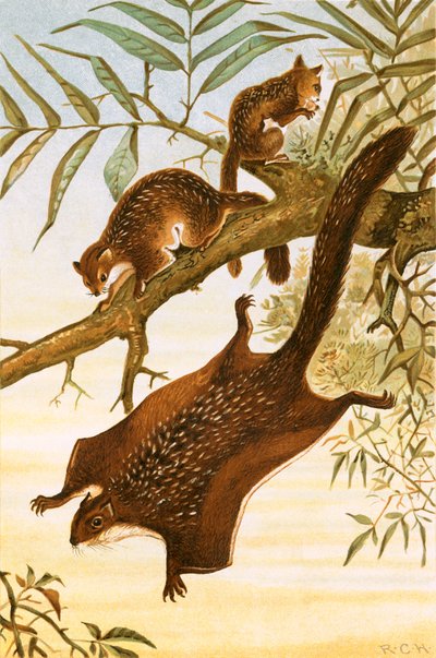 Flyvende egern af English School