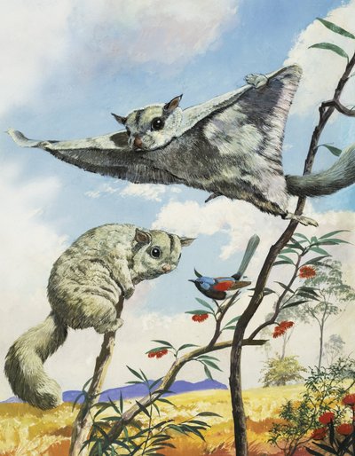 Flyvende egern af English School