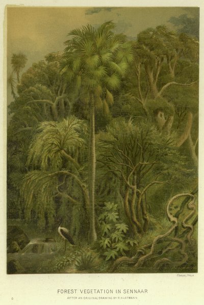 Forest Vegetation in Sennaar  af English School