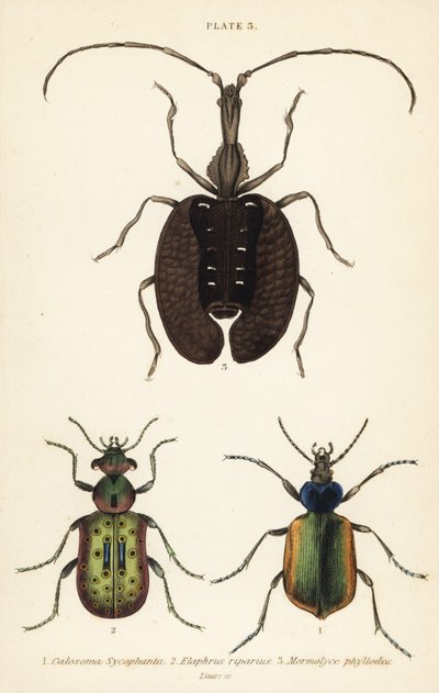 Skovlarvejæger, Calosoma sycophanta 1, jordbille, Elaphrus riparius 2 og violinbille, Mormolyce phyllodes 3 af English School