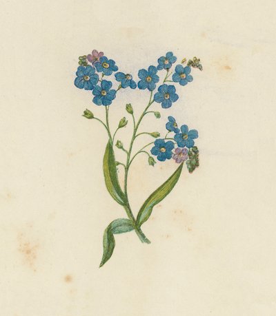 Forglem-mig-ej, Myosotis Palustris (farve litho) af English School