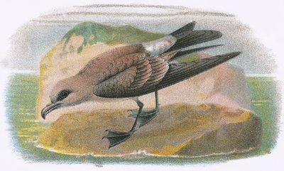 Gaffelhale Petrel af English School