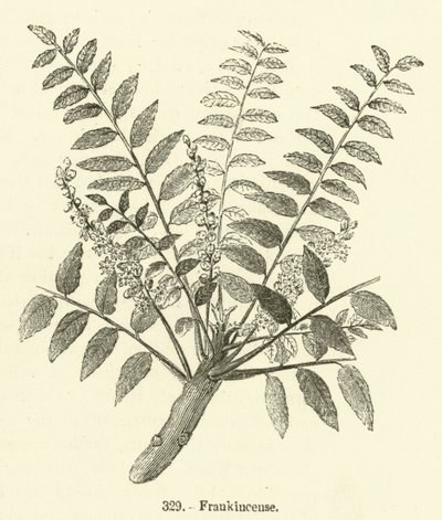 Frankincense (gravering) af English School