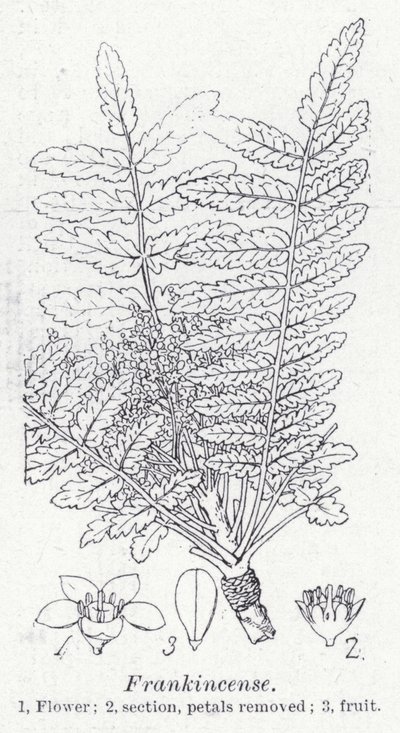 Frankincense (litho) af English School