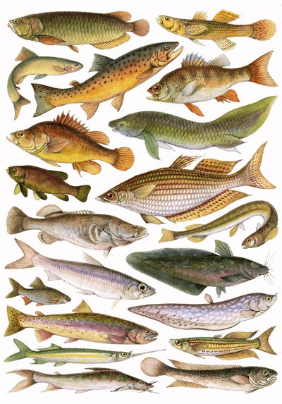 Fresh Water Fishes of the Empire - Australian Region af English School