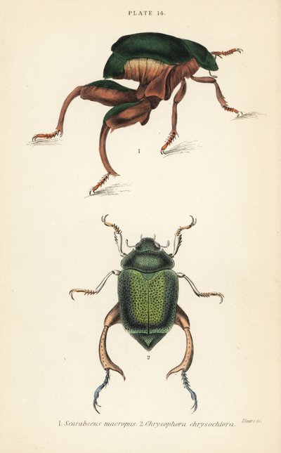 Frøbensbille eller kængurubille, Sagra papuana 1, og skinnende bladbille, Chrysophora chrysochlora af English School