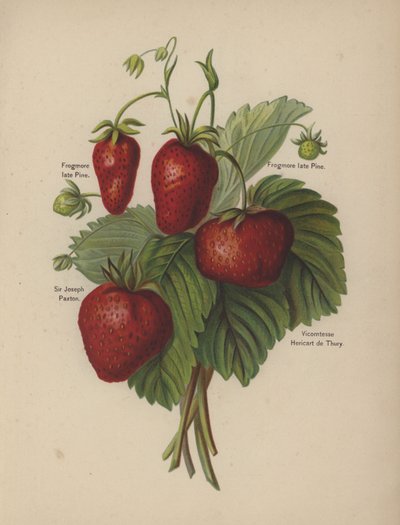 Frogmore sent Pine, Sir Joseph Paxton, Vicomtesse Hericart de Thury af English School