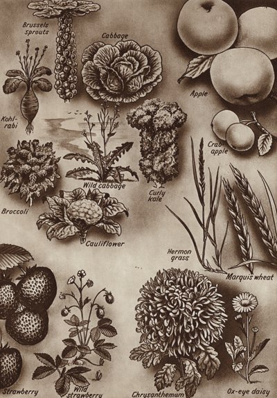 Frugter, grøntsager og blomster og de vilde sorter, hvorfra de blev dyrket (litho) af English School