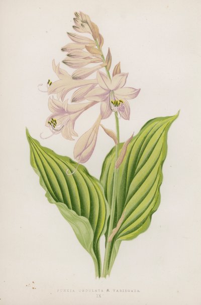 Funkia Undulata; B Variegata (farvelitografi) af English School