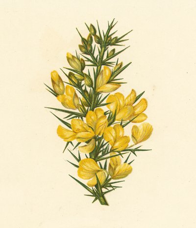 Furze, Ulex Europaeus (farvelitografi) af English School