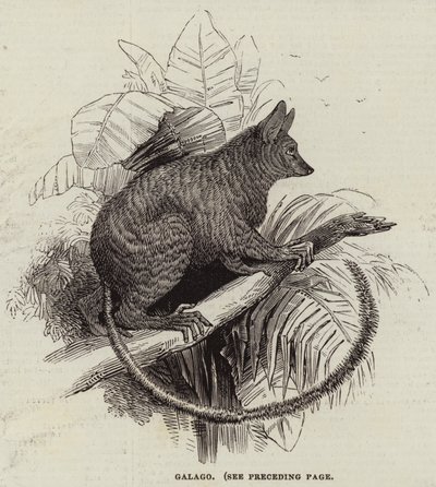 Galago (gravering) af English School
