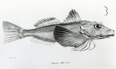 Galapagos Gurnard, plade 6 fra 