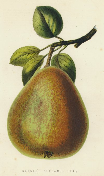 Gansels Bergamotte-Birne von English School