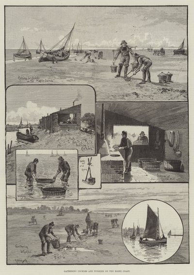 At samle hjertemuslinger og blink på Essex-kysten (gravering) af English School