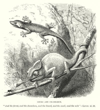 Gecko og kamæleon (gravering) af English School