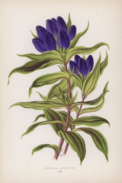 Gentiana Andrewsii (farvelitografi) af English School
